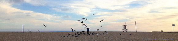 IMG_3931_Birds_Newport_PanoramaF