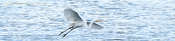 DSC_4721EgretPanorama