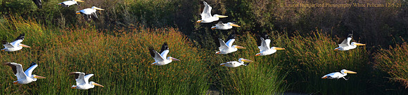 DSC_845_White_Pelican_12-5-21_PanoTypeWebsite